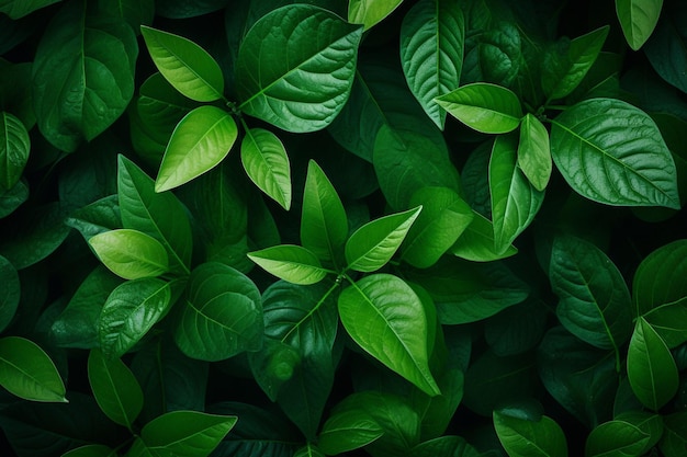 Nature à feuilles vertes utilisée comme fond ou papier peint