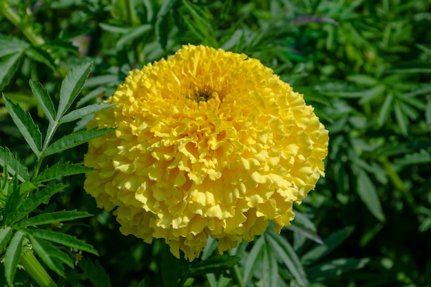 Nature fleur jaune Tagetes Marigolds.