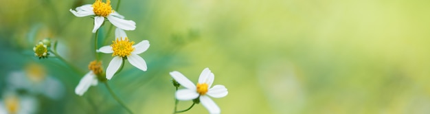 Nature de la fleur utilisant comme arrière-plan de la page de couverture du printemps été