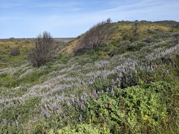 Nature et fleurs sauvages au bord de la mer national de Point Reyes en Californie