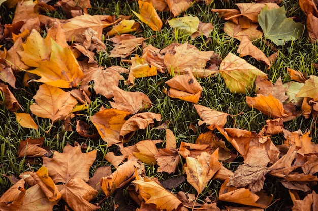 Nature de fond en plein air de feuilles d'érable rouge et feuilles sèches tombées à la pelouse ou au green