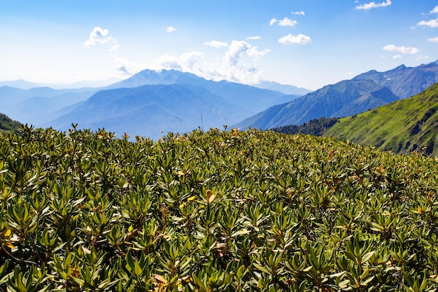 Nature de fond scénique de paysage de montagne, été dans les Alpes