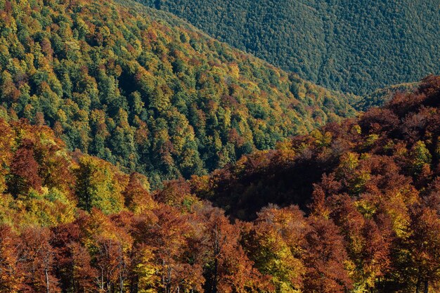 Nature de la forêt d'automne Matin vif dans une forêt colorée à travers des paysages naturels d'automne