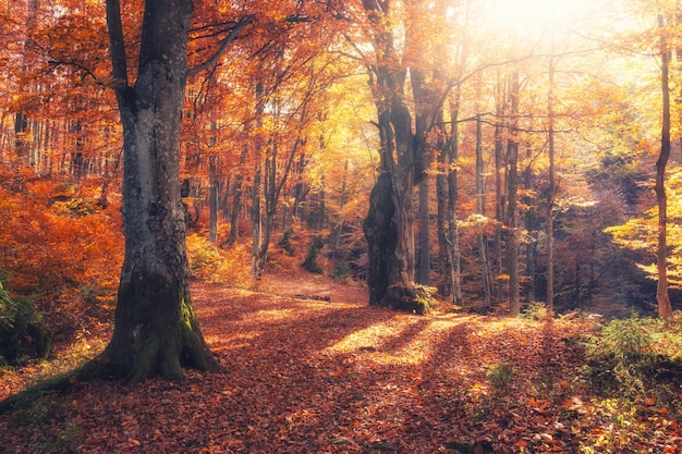 Nature de la forêt d'automne Matinée vive dans la forêt colorée avec des rayons de soleil à travers les branches des arbres Paysage de la nature avec la lumière du soleil