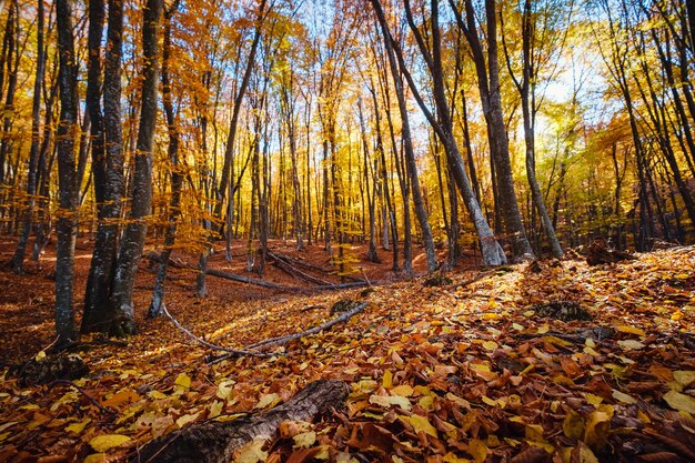 Nature de la forêt d'automne Matinée vive dans la forêt colorée