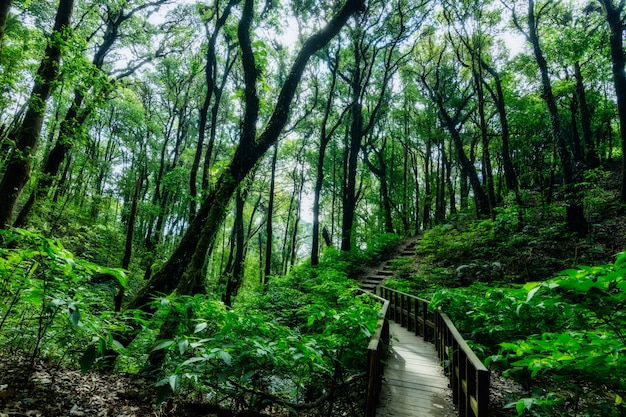 Nature et forêt