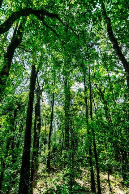 Nature et forêt