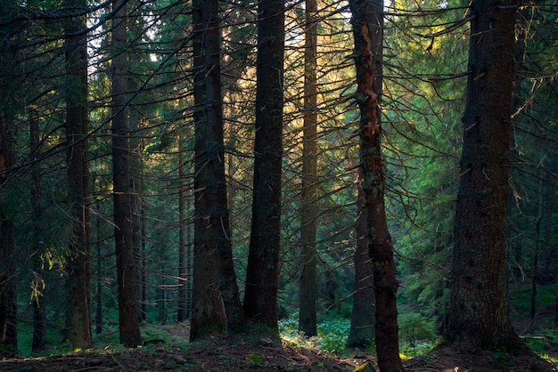 nature de la forêt