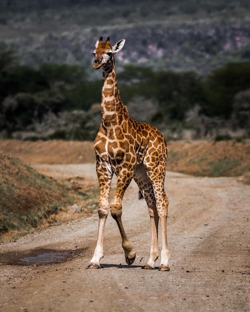 nature girafe animal sauvage sur la jungle