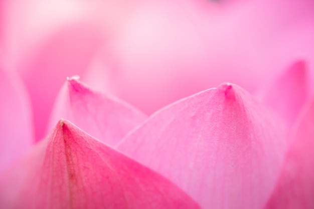 Nature: Gros plan de pétale rose de lotus utilisant pour le fond et la texture.