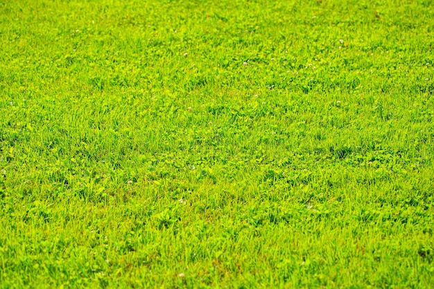 Nature herbe verte texture fond herbe vue de dessus concept idéal utilisé pour créer une pelouse au sol vert...