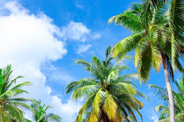 Nature de l'île des Maldives Paysage avec ciel bleu