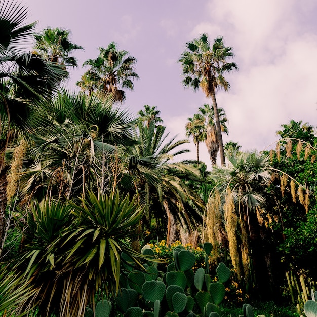 La nature. Les îles Canaries. Art conceptuel de voyage