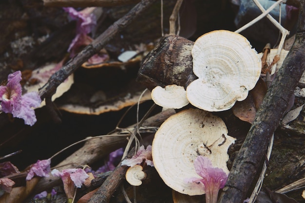 Nature Logs Bois Champignons Gros Plan