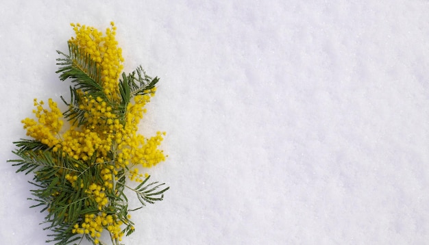 Nature macro photo mimosa vue de dessus dans la neige blanche