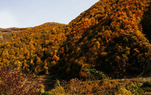 Nature magique enchanteresse, pentes de montagne et collines couvertes d'arbres jaunes, nature d'automne
