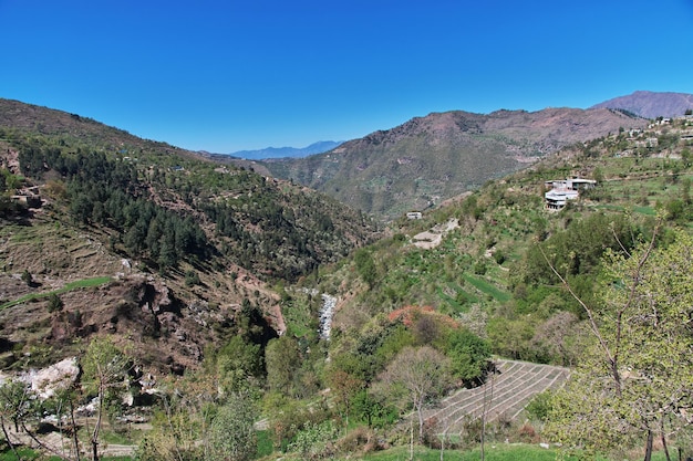 La nature à Malam Jabba près des montagnes Hindu Kush de l'Himalaya au Pakistan