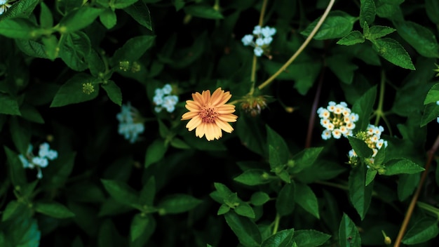 Nature Minimal Concept - Fond de feuilles vertes avec petite petite fleur jaune ;