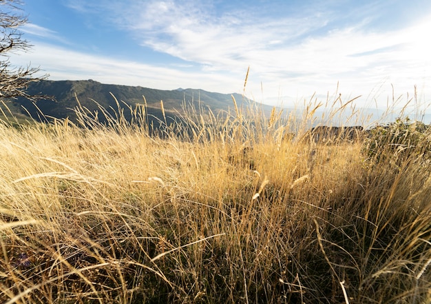 Nature montagne plantes arbres