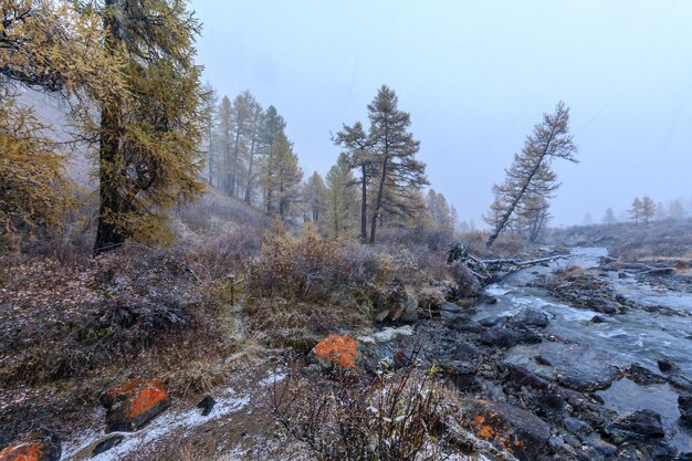 La nature des montagnes de l'Altaï en Russie