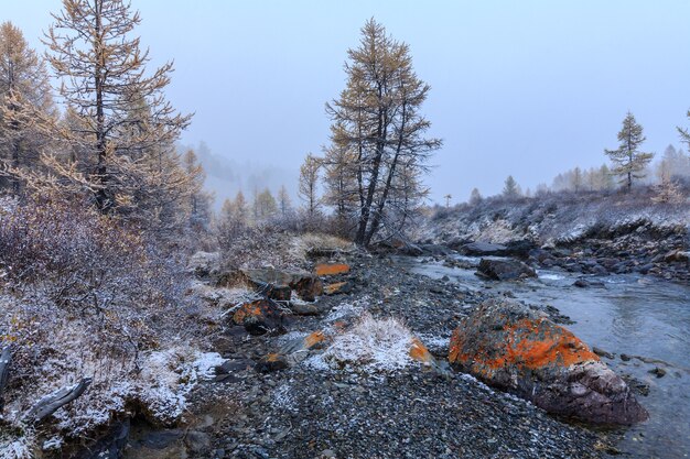La nature des montagnes de l'Altaï en Russie