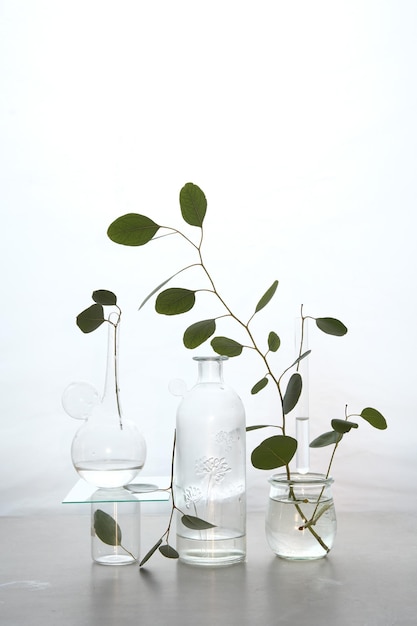 Nature morte abstraite avec des brindilles d'eucalyptus et des vases en verre couleurs douces sur fond blanc