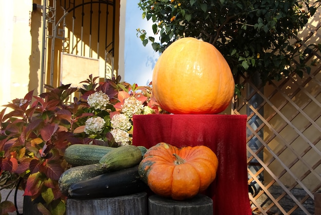 Nature morte aux citrouilles dans le jardin botanique