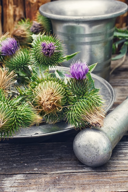 Nature morte aux herbes médicinales de la récolte