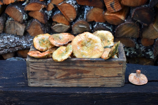 Nature morte de champignons des espèces Lactarius deliciosus et Lactarius sanguifluus