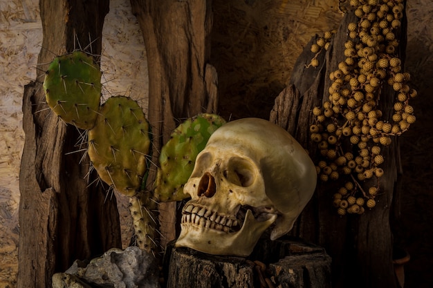 Nature morte avec un crâne humain avec des plantes du désert.