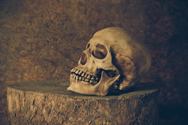 Nature morte avec un crâne