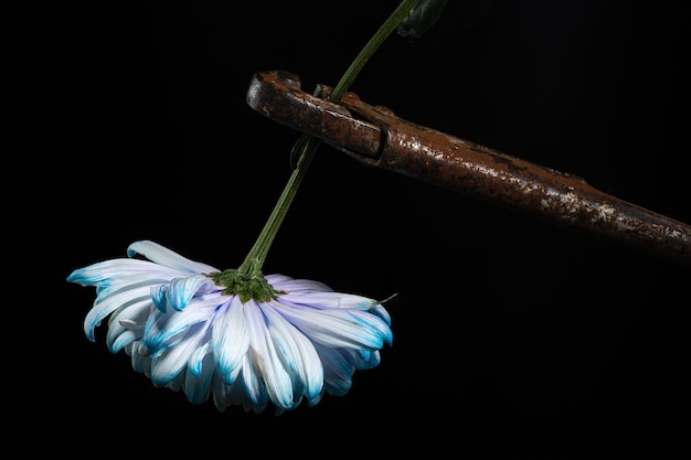 Une nature morte créative avec une clé rouillée et une fleur de chrysanthème bleu-blanc sur un fond noir