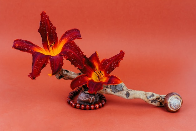 Nature morte de fleurs de lys rouges fraîches, de bâtons secs, de coquilles d'escargots et de perles en bois avec un galet sur un fond de couleur corail