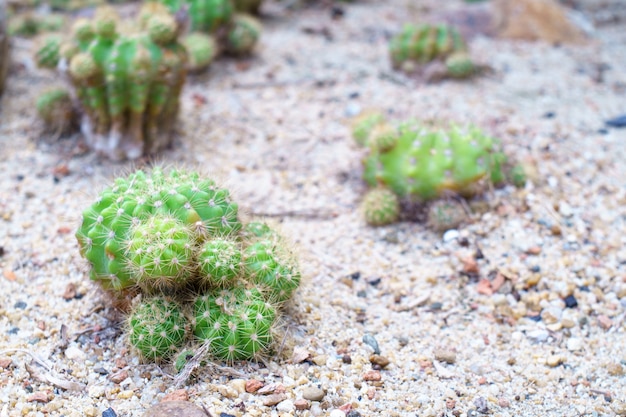 Nature morte gros plan du petit groupe de cactus vert