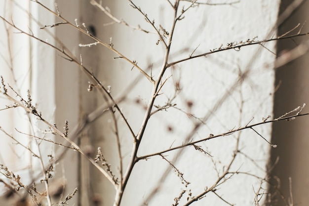 Nature morte. Photo d'une branche sèche sur le de la vieille vue latérale de la fenêtre vintage