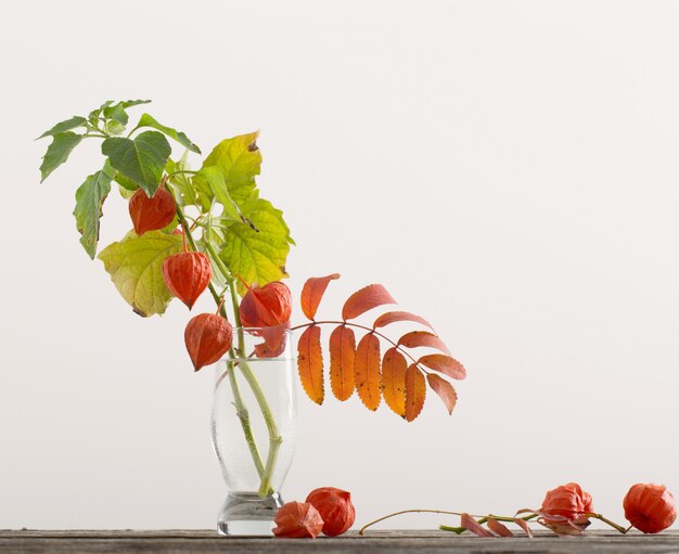 Nature morte avec physalis rouge