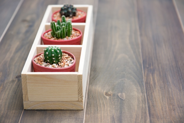Nature morte de plantes naturelles de trois cactus sur la texture de fond en bois brun vintage
