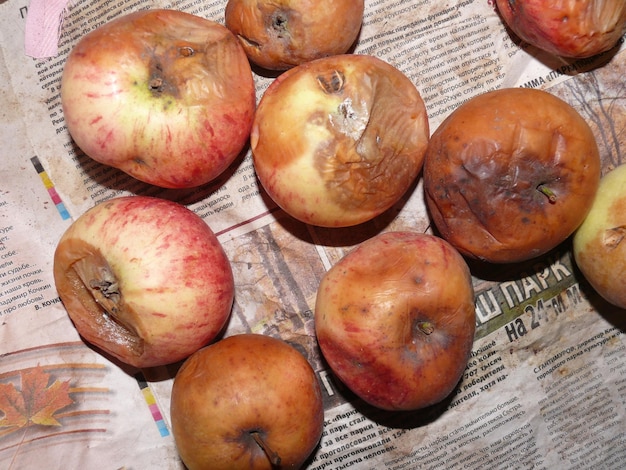 Photo la nature morte des pommes pourries de l'automne sur les journaux