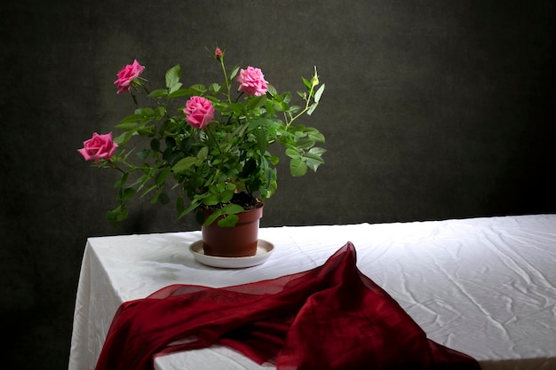 Nature morte avec une rose d'intérieur en pot sur la table
