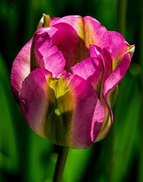 Photo la nature morte de la tulipe