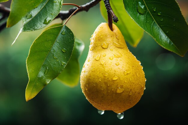 La nature offre une photo de poire non cueillie sur une branche d'arbre