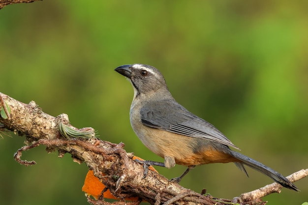 Photo nature des oiseaux formosa argentine