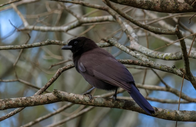 Photo nature des oiseaux formosa argentine