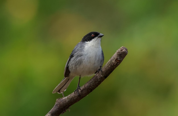 Photo nature des oiseaux formosa argentine