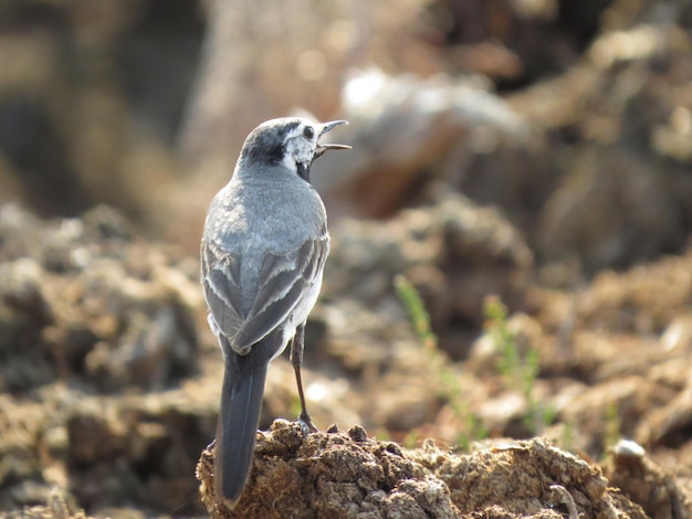 Nature et oiseaux incroyablement beaux