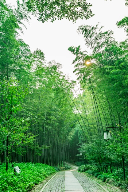 Nature orientale bois fraîcheur culture résumé