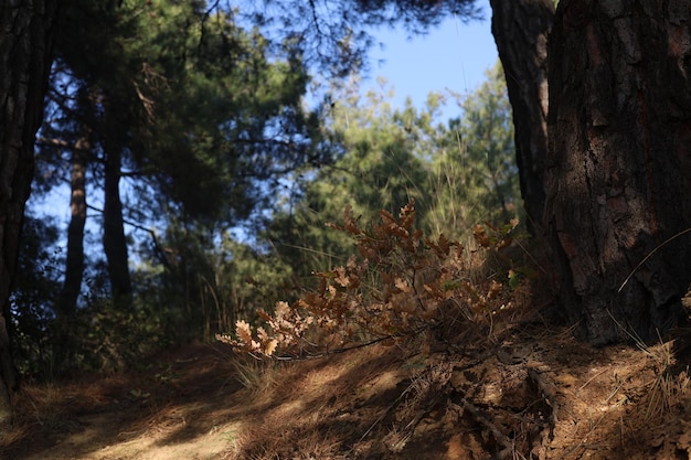 Nature Paisible Forêt Bois Fond Photo