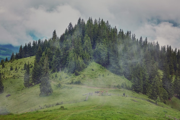 Nature panorama vert forêt montagne brouillard nuage voyage