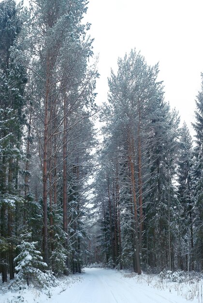 nature paysage hiver forêt givré