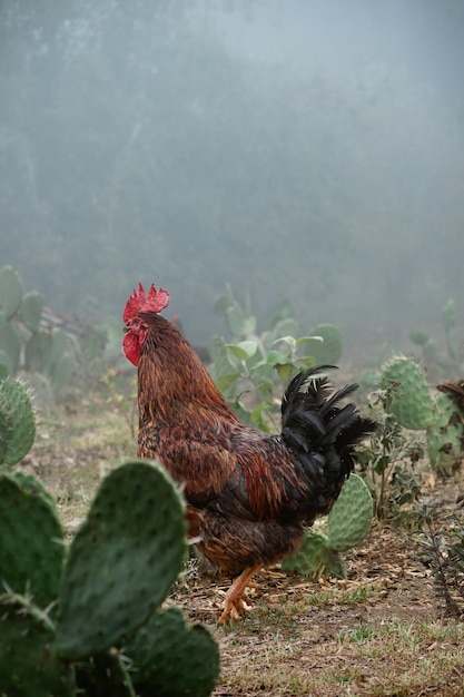 La nature Le paysage luxuriant du coq